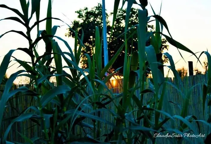 Pensiunea La Codru Gasthuis Jurilovca